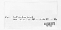 Phyllosticta opuli image